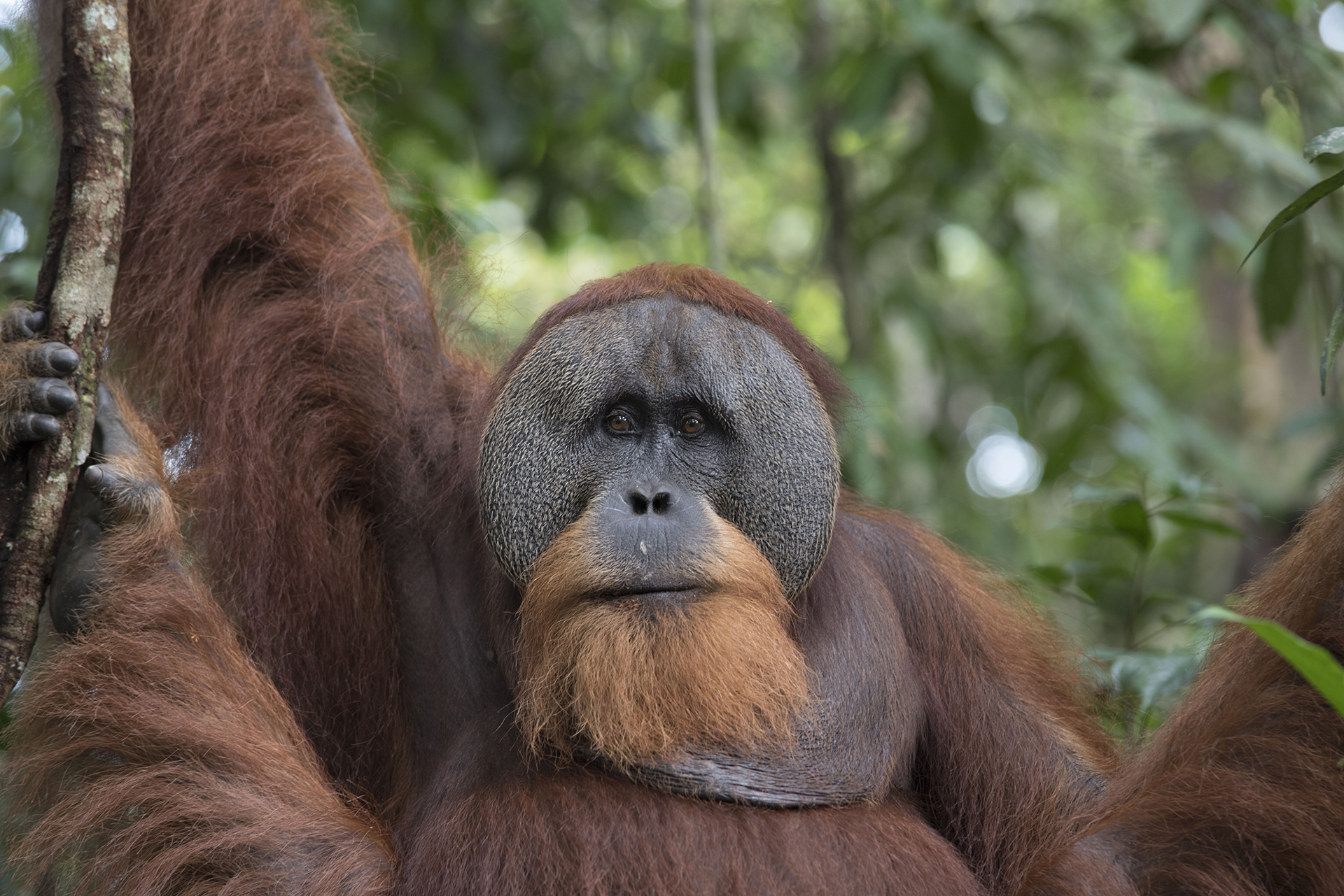 Orangutans in Bukit Lawang