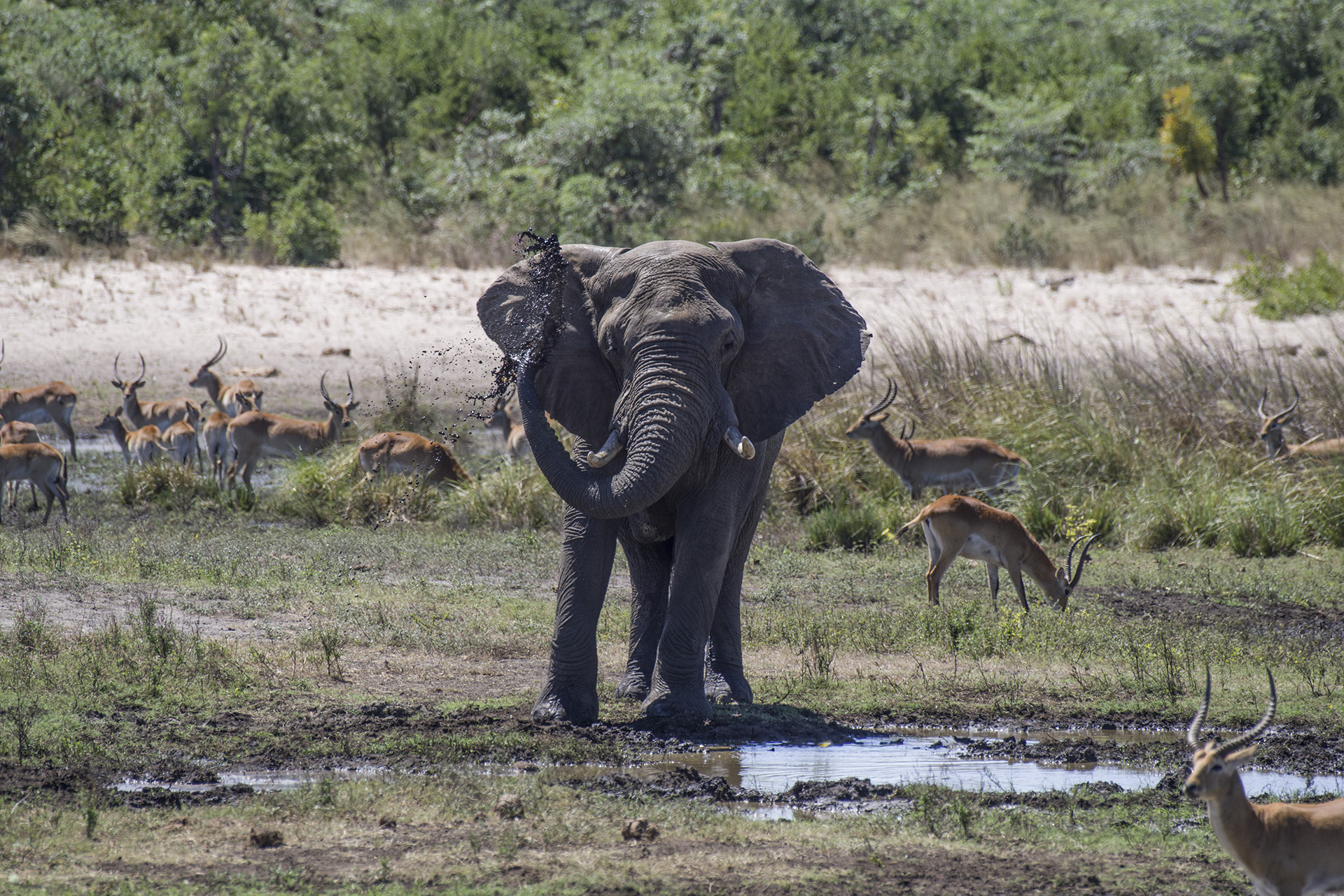 Mahango Nationalpark – Klein aber fein